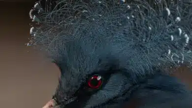 The Western Crowned Pigeons Close Up Image