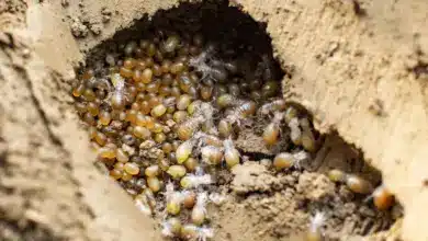 Nest With Eggs and Hatched Nymphs What Do Cricket Eggs Look Like