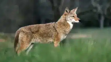 A Cayote In The Field What Eats A Coyote?