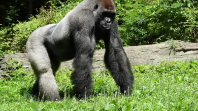 Gorilla Walking On The Grass What eats a Gorillas?