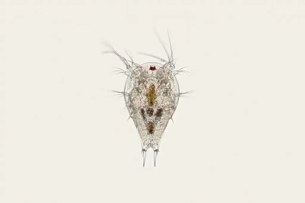 What Eats Zooplankton