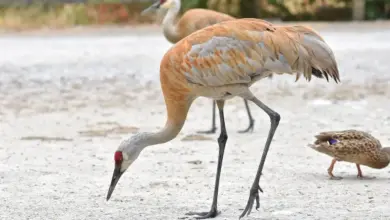 The Where Do Sandhill Cranes Nest