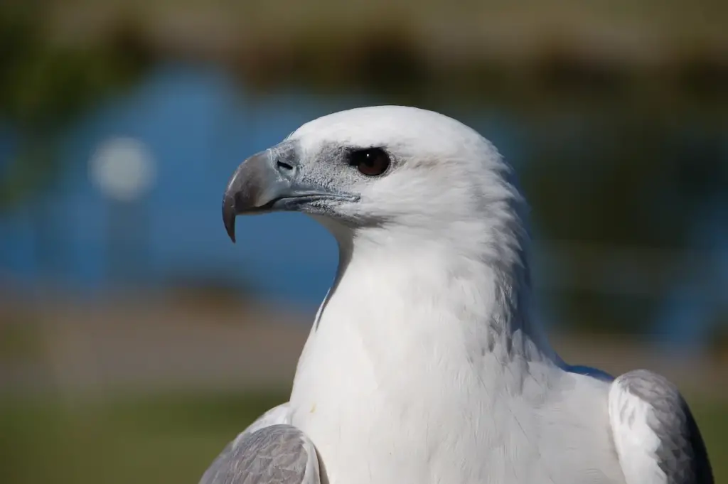 Close up of White-bellied Sea Eagles