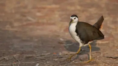 White-breasted Waterhen