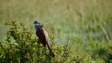 The White-Browed Coucals Perched On A Thorny Shrub