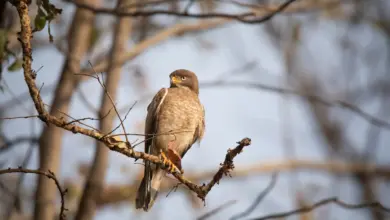 A Buzzard Bird Perched on Tree White-eyed Buzzards