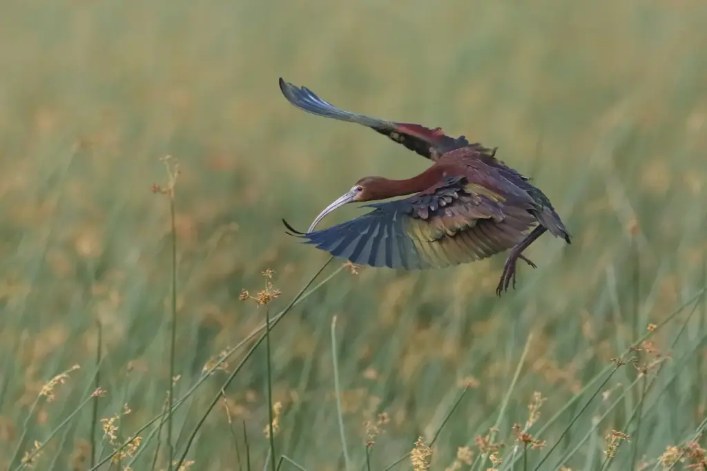 A White-faced Ibises landing on swamp