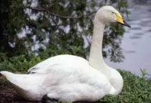 White Whooper Swan Sitting On The Ground