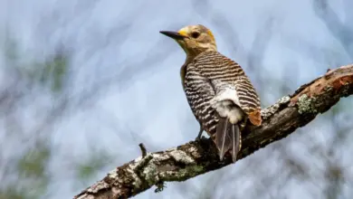 The Woodpeckers Resting On A Branch