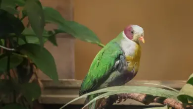 Yellow-breasted Fruit Doves Resting